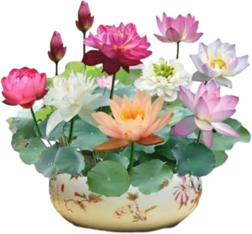 The Sacred Bonsai Bowl Lotus Flower,Bonsai Bowl Lotus Flower Seeds,Mixed Colour Flower Seeds,Beginner-Friendly Water Lily Planting in Water Lotus Seeds for Kitchen Garden Pond (Multicolor, 100Seeds)
