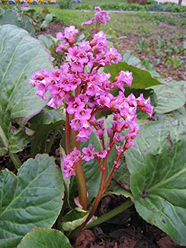 Pianta Bergenia 30Stk