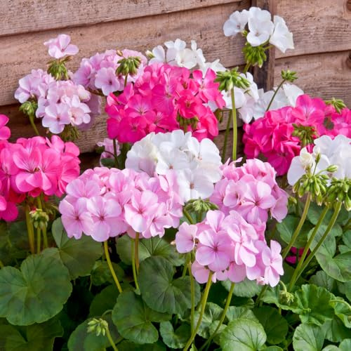 Bedwen Pelargonium 'Palladium Candyfloss Mix' Plug Plants x6 – Soft Pink & White Trailing Geranium Blooms for Hanging Baskets & Summer Bedding Displays