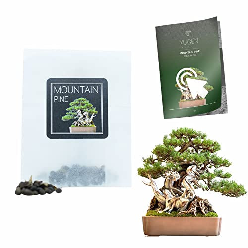 30 Mountain Pine Bonsai Seeds | Pinus Mugo | Growing Guide | Grow Your Own Bonsai Tree | Bonsai Beginners and Enthusiasts