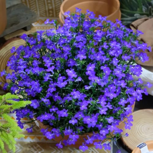 Semi di Lobelia, Lobelia chinensis, per luoghi soleggiati Le da giardino sono semi esotici 650pcs