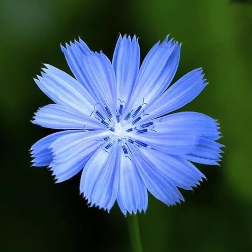 semillas de achicoria organicas - perenne resistente balcón 300pcs