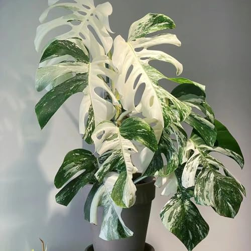 semillas de monstera invernaderos balcón jardín Decoraciones 55pcs