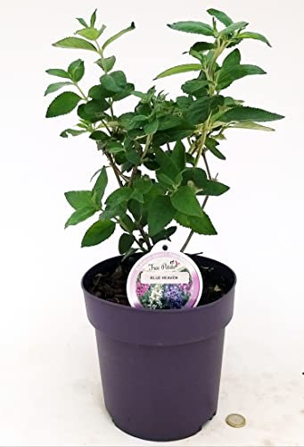 POWERS TO FLOWERS - BUDDLEJA DAVIDII FREE PETIT BLU HEAVEN, VASO 20 CM DIAMETRO, ALBERO DELLE FARFALLE, pianta vera