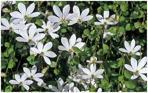 Stauden Gänge 10 x Isotoma fluviatilis 'Treadwellii' Bubikopf winterhart | Blauer Bubikopf – winterharter Bodendecker & Dauerblüher als Rasenersatz, trittfest, mehrjährig, 9x9 cm Topf
