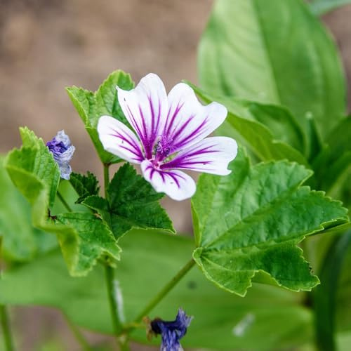 semi di malva, semi di recisi serre da balcone giardino rare biologici luoghi 600pcs