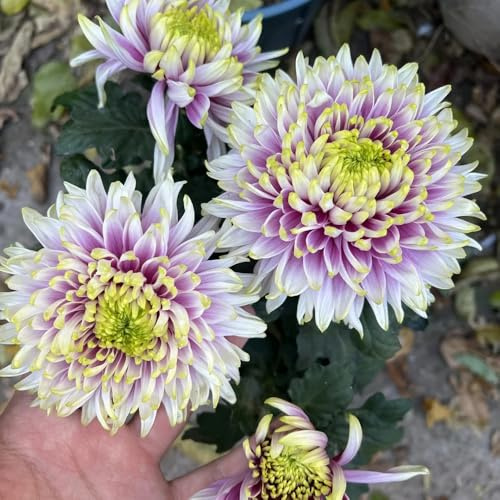 semi di crisantemo, perenni resistenti giardino esotiche decorative 400pcs
