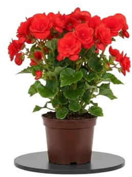 Begonia Hiemalis Planta Natural Begonia Roja de Flor DECOALIVE Maceta de 14 cm