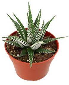 Haworthia Zebra Succulent - 4 from California Tropicals
