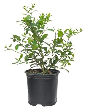 Árbol de Lima de Exterior Natural Adorna tu Patio con Sabor y Frescura