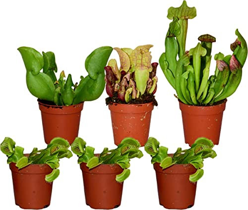 DECOALIVE | Pack 6 Plantas Carnívoras | 3xVenus Atrapamoscas (Dionaea Muscipula) & 3xPlantas Jarra (Sarracenia)