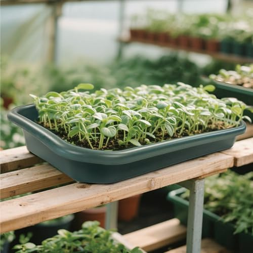 Gegaden Anzuchttopf Gewächshaus-Wanne Pflanzschale – 42 x 59 x 7 cm, ideal zum Ziehen von Sämlingen & Umtopfen, für Pflanzen, Gewächshäuser und Garten 2 Stück