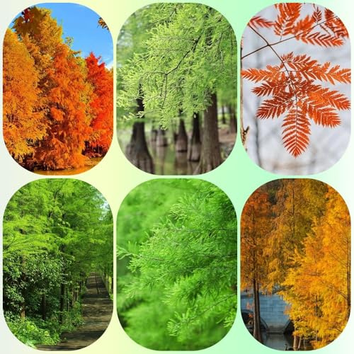 Semi di cipresso calvo - verdi esotici vecchie varietà comprare semi di giardino di semi di comprare 200pcs