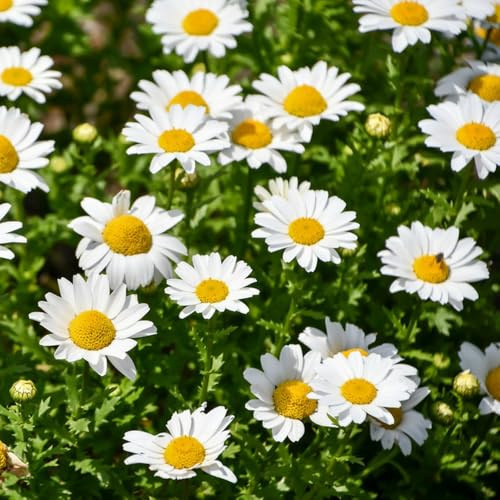 margeriten winterharte kletterpflanzen schmetterlingsflieder gartenkräuter sommerblumen blumenbeet balkon topfpflanzen echt frühlingsblumen balkon deko blumensaat wildblumen 800samen