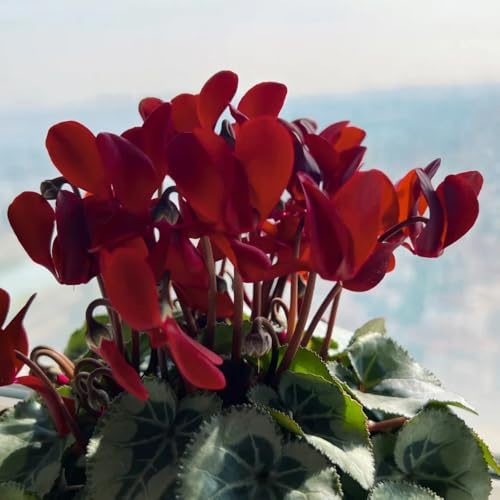 alpenveilchen, cyclamen gartenblumen, balkon blumensamen mehrjährig winterhart bodendecker zierblumen 350samen
