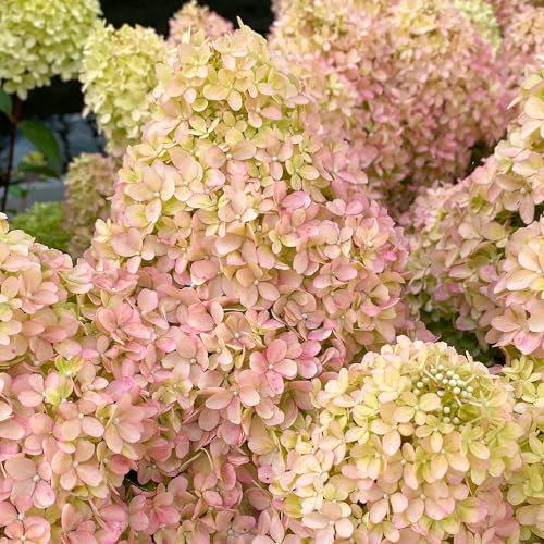 Hydrangea Petite Flori Plant - Spring Flowering Hardy Shrubs for Outdoor Pots, Beds, and Borders - Compact Deciduous Hydrangea Plants Outdoor Garden Ready with a Long Flowering Season (15-30cm)