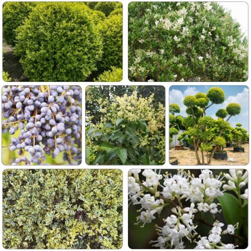 seto di aligostro balcone, perenne resistenti semi foglie perenne scalapanti crescita rapida decorazione bonsái giardino balcone 450pcs