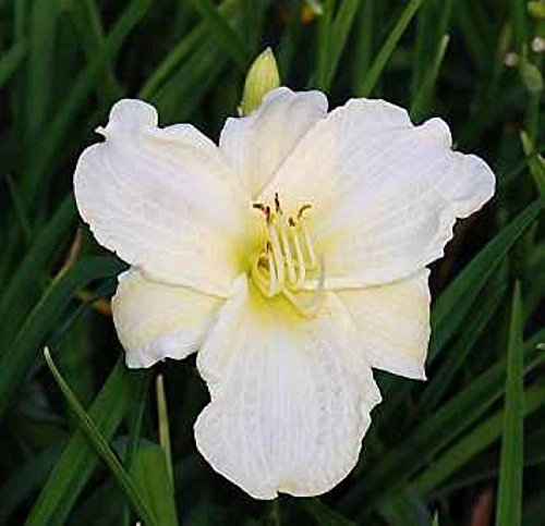 Taglilie White Temptation - Hemerocallis - lebende Gartenpflanze aus den Baumschulen