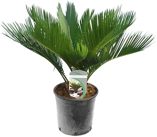 Cycas Revoluta Palmera Natural de Poco Riego Ideal para el Jardín