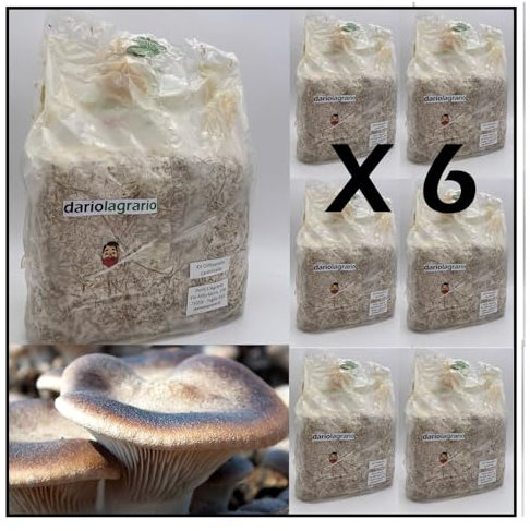 Kit Fungo 6 Cardoncello Ballette di Substrato x coltivazione Funghi Cardoncelli FAI da TE a casa DARIO L'AGRARIO