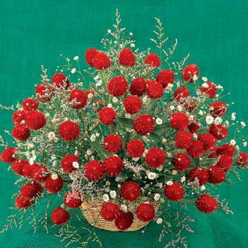 Park Seed Strawberry Fields Gomphrena Seeds, Pack of 50 Seeds