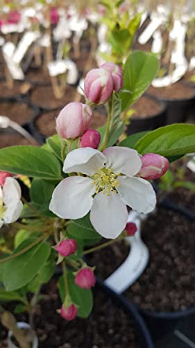 Malus PERPETU® 'Evereste' / Pommier d'ornement PERPETU® 'Evereste' / Conteneur de 3 à 4 litres