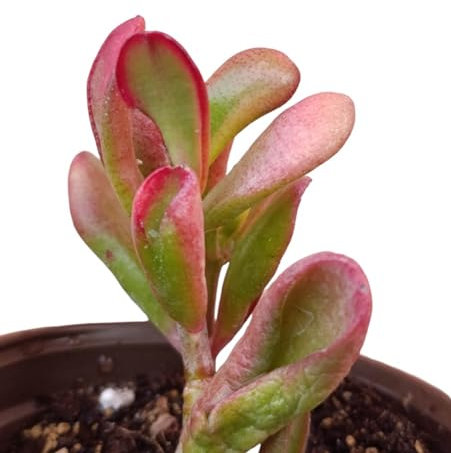 Crassula Hobbit variegata pianta grassa succulenta con foglie cilindriche