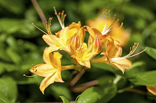 Rhododendron viscosum 'Arpege' 40-50 cm – Winterhart, Mehrjährig – Sumpf-Rhododendron – Zierstrauch für Garten & Moorbeet