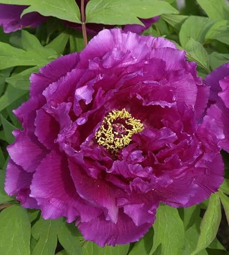 Strauchpfingstrose Purpur - Paeonia suffruticosa - lebende Gartenpflanze aus den Baumschulen