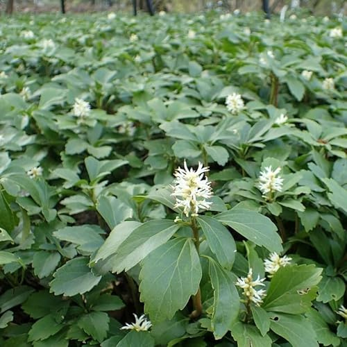 100 x Pachysandra 'Green Carpet' - Schattengrün - Bodendecker in 9x9cm Topf (1,80 pro Stück)