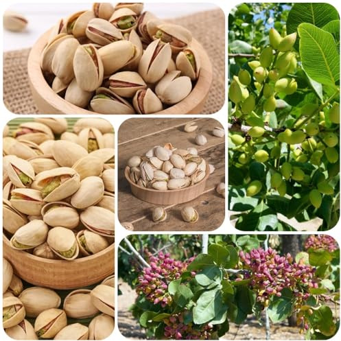 Semi dell'albero di pistacchio, Pistacia vera, da giardino varietà antiche comprare 30pcs