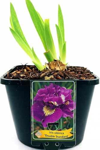 POWERS TO FLOWERS - IRIS GERMANICA LILLA DOUBLE STANDARD, VASO 14CM DIAMETRO, pianta vera