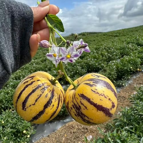 semillas de melón pera resistentes al invierno para balcones semillas de exóticas melón pera decorativas 550pcs