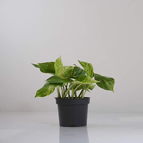 Indoor-Helden Epipremnum pinnatum Marble Queen - Planta purificadora de aire
