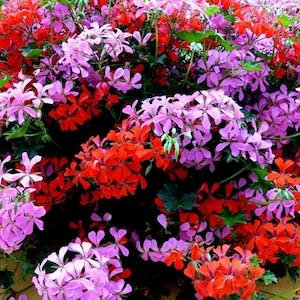 F2 Geranium Mix - 5 semi - Peltatum Pelargonium - cestini a sospensione in rapida crescita - NPWS