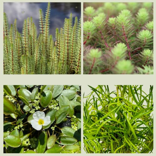 WASSERPFLANZEN WOLFF - Algenkiller für den Herbst&Winter - Set - Sauerstoffbooster - Bio-Balance - sichere Fischüberwinterung - 4er-Mix mit PFLANZKORB -QUALITÄTSSTAUDEN - Gartenteich
