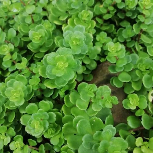 semillas de sedum, mezcla de sedum, perenne resistente que cubre el suelo raras, decoración 75pcs