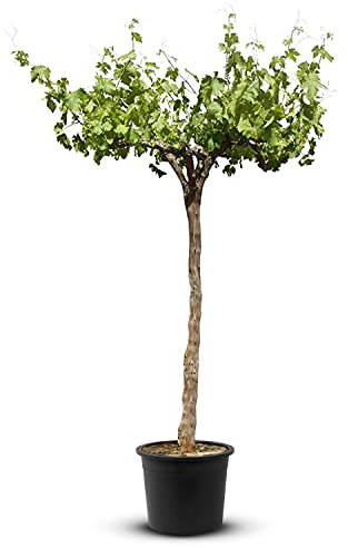 Tropictrees Vigne - Vitis Vinifera | vieux cep de vigne noueux d'une hauteur de 170 cm et d'une circonférence de tronc de 18-22 cm | livré dans un tonneau à vin en bois