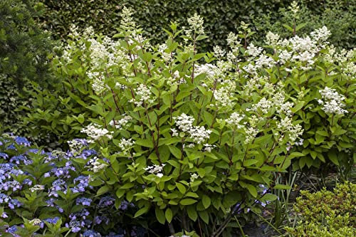 Hydrangea paniculata 'Wim's Red' 80-100 cm – Winterhart, Mehrjährig, Pflegeleicht – Rispenhortensie – Blütenstrauch für Garten & Beet