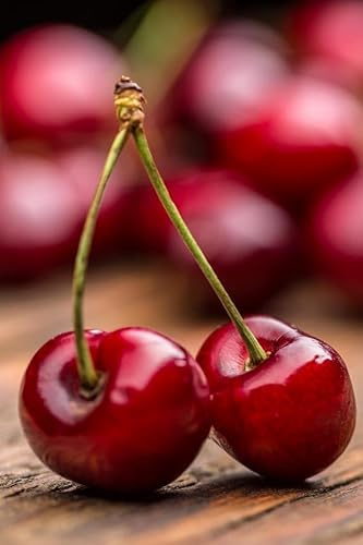Albero di CILIEGIO - Pianta di ciliegio Durone di Vignola - Albero altezza 160 cm - Innesto di due anni. Ciliegio durone (raffione). Frutto colore rosso scuro grossa pezzatura.