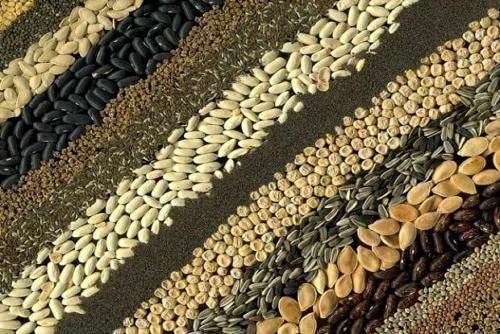 Ciclamino graecum Bianco Forma, 20 Semi