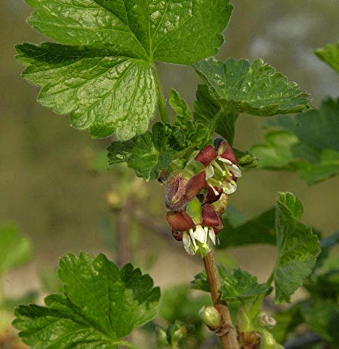 Hochstamm Jostabeere 60-80cm - Ribes nidigrolaria