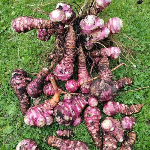 topinambursamen hochbeete für garten sommerblumen gemüsesamen alte sorten dachbegrünung blumenwiesensaat balkon deko pflanzensamen kräuterpflanzen indoor kräutergarten winterharte 300samen