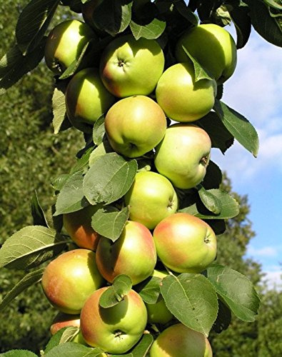 Säulenapfel Nataluschka, Apfelbaum ca.120/140 cm. im Container. Säulen Spätsommer Äpfel