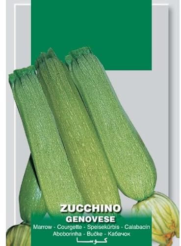 Sobre de Semillas de Calabacín Genovés para Cultivar en el Huerto