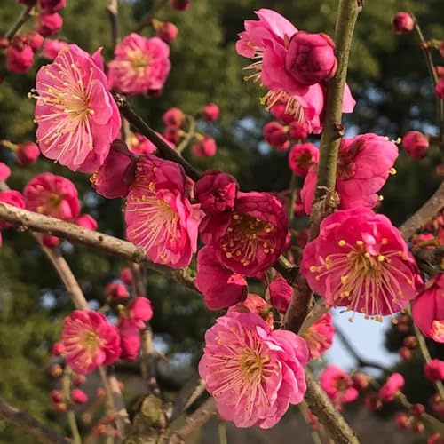 winterorchidee balkonpflanzen winterhart mehrjährig wildblumen balkonblumen sträucher winterhart blühend rankpflanzen wildkräuter blumensamen mehrjährig blumenwiesensaat gartensamen 10samen