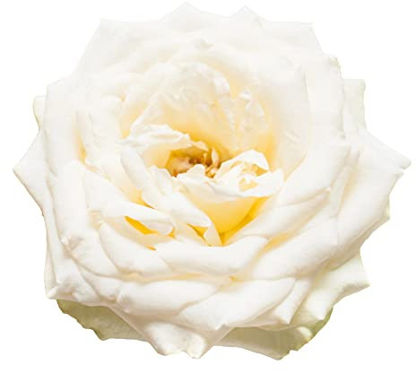 Floribunda Rose Plants - Multi-Package - 'Iceberg' - 2 x Full Plants in 5L Pots - White Roses - Outdoor Garden Ready - Premium Quality Shrubs