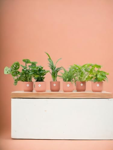 La Green Touch – Caja sorpresa 6 plantas de interior y macetas elho Vibes rosa Ø14 – Planta de interior – Maceta 14 cm, altura 30 cm