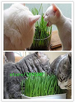 1 Professional Pack 300 Particles Foliage Plant Seeds Wheat Grass Cat Grass Seeds Wheat Seeds(Cats Like to eat Grass