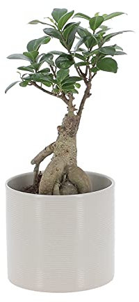 KENTIS - Bonsai Ficus Ginseng/Retusa - Pianta Vera in Vaso - Piante da Interno Vere - H 20-30 cm Vaso Ø 12 cm